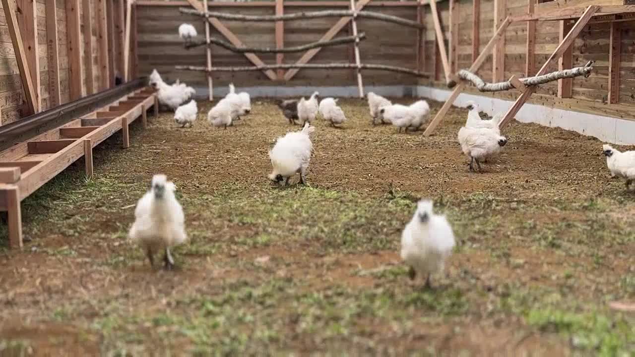 三段階発酵飼料づくりの一場面