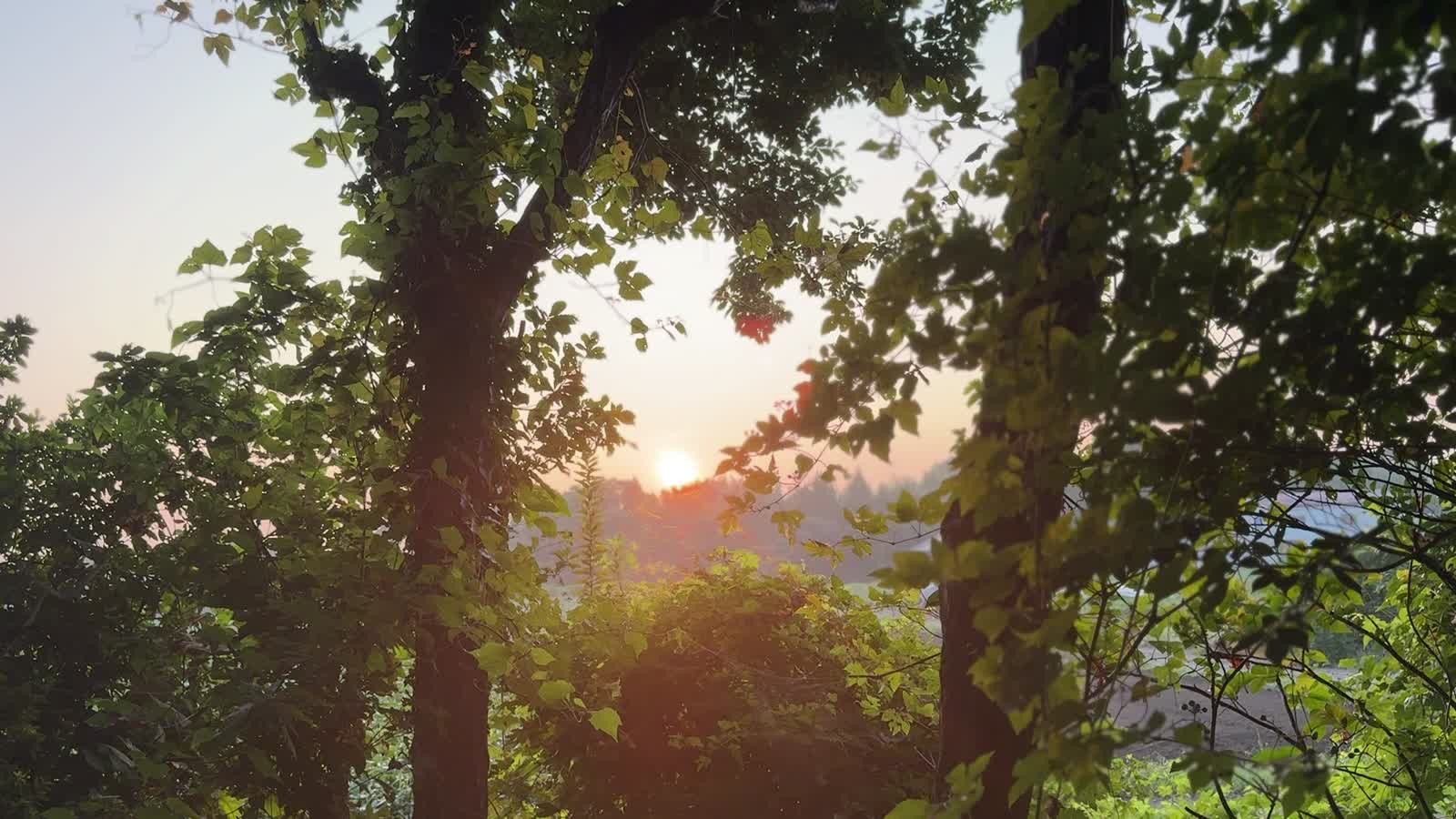 命の庭を照らす朝日