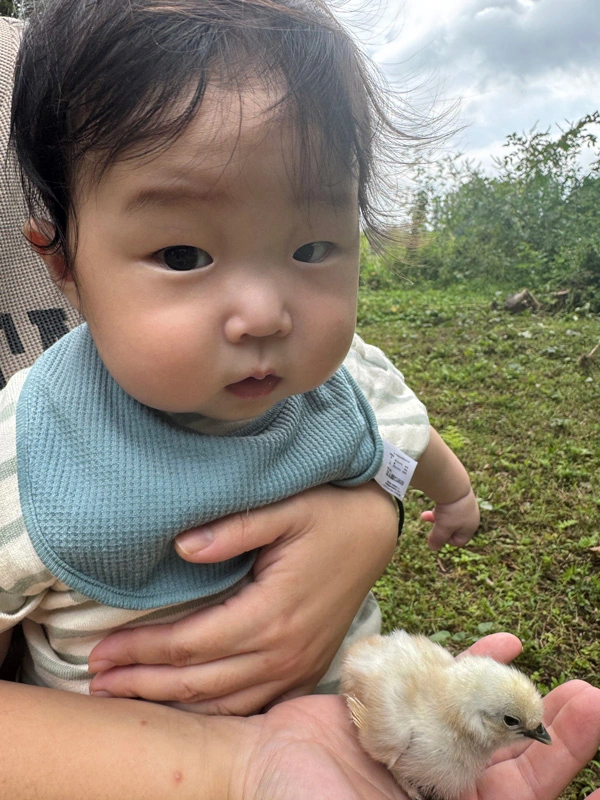 夢幻庵 烏骨鶏のひよことのふれあい体験
