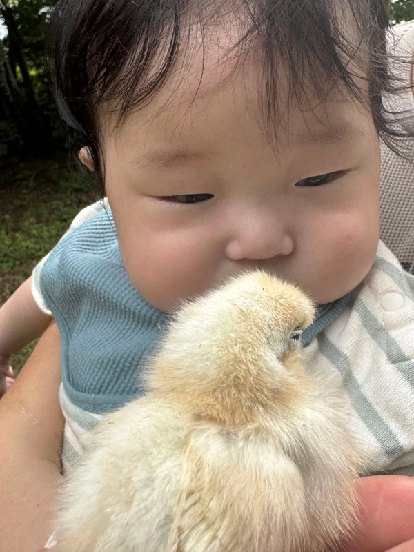 夢幻庵 烏骨鶏のひよことのふれあい体験
