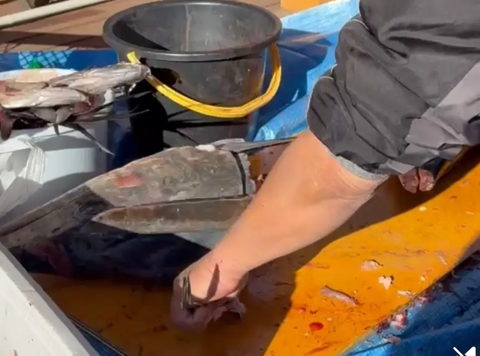 宮崎港で朝一で採れた魚を捌いている様子