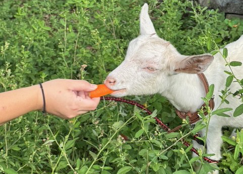 ヤギとのふれあい
