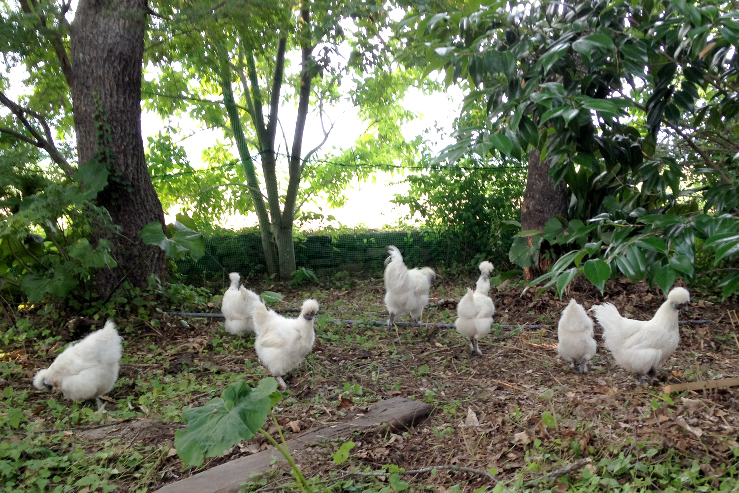 夢幻庵　放し飼いの様子